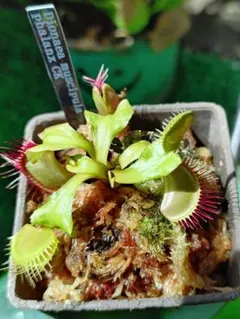 ハエトリソウ Dionaea muscipula Biohazard1 バイオ - メルカリ