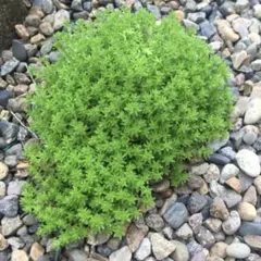 薙天照様 リクエスト 2点 まとめ商品