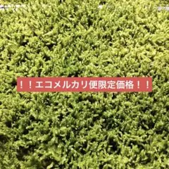 苔 ハイゴケ 送料込み 40㎝✖︎28㎝ 砂ゴケ - メルカリ