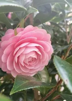 たまらんたまご様 リクエスト 2点 まとめ商品