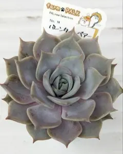 ヴィオラルーチェ札付きポットごとメルカリ便ファームパルクさん苗 多肉植物 ヴィオラルーチェ 札付き ポットごと ファームパルク - メルカリ