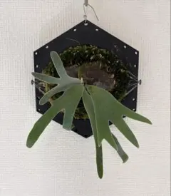 ビカクシダ P.willinckii Anapat#9 OC - メルカリ