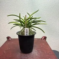 2026年最新】富貴蘭 富貴殿の人気アイテム - メルカリ