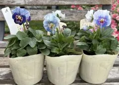 つぐみん様 リクエスト 2点 まとめ商品