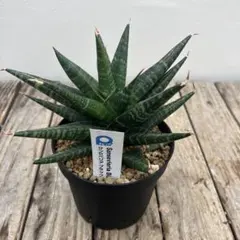 2026年最新】観葉植物 サンスベリアの人気アイテム - メルカリ