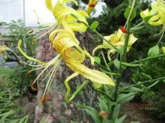 おうちナーセリー様 リクエスト 2点 まとめ商品