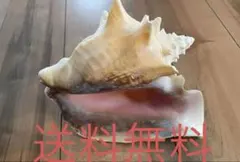 2026年最新】ほらがいの人気アイテム - メルカリ