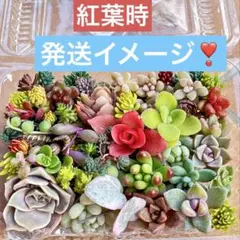 多肉植物♡カット苗 詰め合わせ（お任せ）寄せ植えのお供に メルカリ便❣️