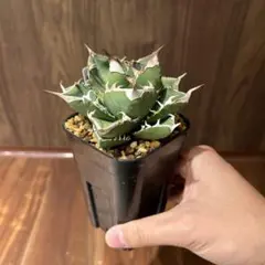 はなはなはなこ様 リクエスト 3点 まとめ商品