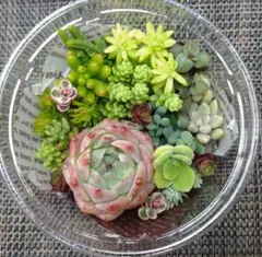 はーる。様 リクエスト 5点 まとめ商品