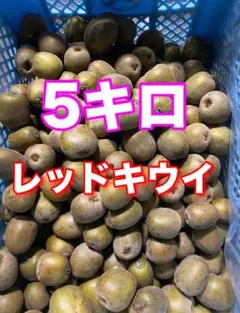 ③*ஐ雄雌のセット！黄色の果肉*ஐ接木・キウイ・苗木【ゴールデン
