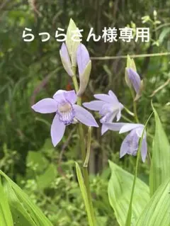 らっらさん様専用　速達便