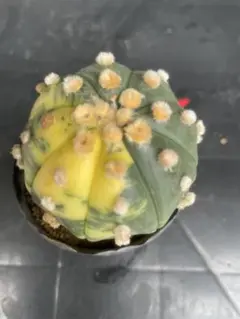 2025年最新】瑠璃兜錦の人気アイテム - メルカリ