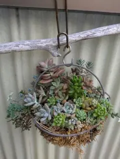 多肉植物寄せ植え ハンギング そのまま飾れる多肉植物 そのまま飾れる