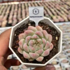 Top【選抜株】多肉植物 26183ブルー・ムーン 54個 鉢無し/脱土 - メルカリ