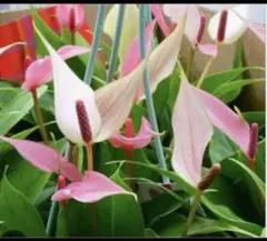 pecotanrin様 リクエスト 3点 まとめ商品