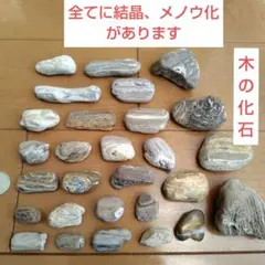 木化石 珪化木 けいかぼく ペトリファイドウッド コケリウム ボトリウム