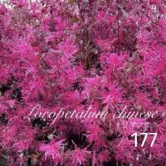 140.　トキワマンサク　抜き苗 176. トキワマンサク 抜き苗 - メルカリ