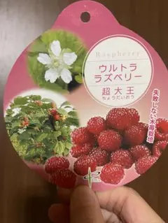 2026年最新】ラズベリー 苗の人気アイテム - メルカリ