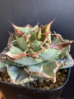 上澳園芸　アガべチタノタ　車手(レーサー)タグ付き 890 【上澳園芸】 アガベ チタノタshangao-005 車手（レーサー