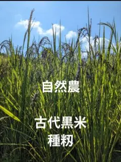 古代黒米 種籾 自然農　1キロ 古代黒米 種籾 自然農 1キロ - メルカリ