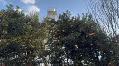 庭の甘夏　自然栽培品　10個以上入り