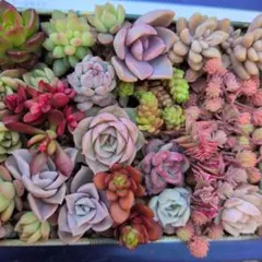 エケベリアセダム詰め合わせ　多品種　根付き有り　カット苗