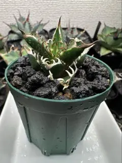 A014 特選 アガベ レッドキャットウィーズルゴリ猫錦 永久の覆輪錦 極上株