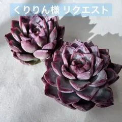 くりりん様 リクエスト 2点 まとめ商品