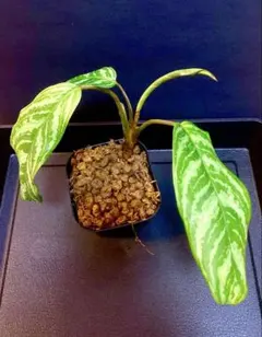 m42027784652_1.jpg?1766308461