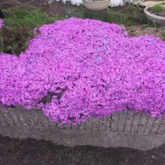 芝桜 ピンク 苗のサムネイル