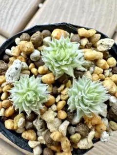 2025年最新】おらいさん苗 そわそわの人気アイテム - メルカリ