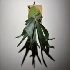 森のお花様 リクエスト 3点 まとめ商品