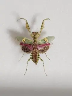 カマキリ スズメバチ コモンフラワーマンティス - メルカリ