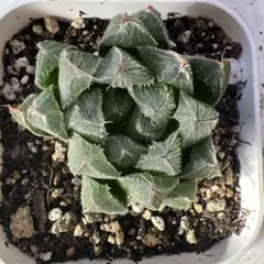 多肉植物ハオルチア《天津オブツーサhyb》爪ピンク実生のサムネイル