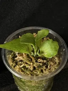 2025年最新】アルシコルネの人気アイテム - メルカリ