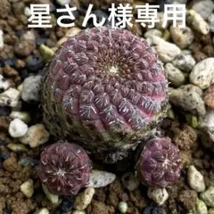 2025年最新】レブチアの人気アイテム - メルカリ