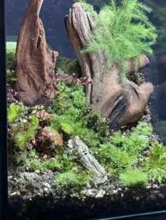 メルカリ便】良型！南米ウィローモス活着アヌビアスプチ付き流木 31cm