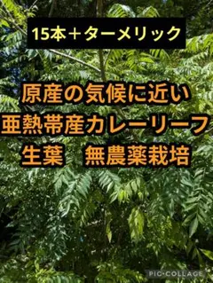 直植えで香り高いカレーリーフ　生葉15本＋ターメリックのサムネイル