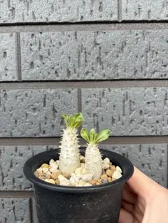 2026年最新】塊根植物の人気アイテム - メルカリ
