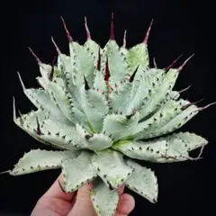 2025年最新】アガベ チタノタの人気アイテム - メルカリ