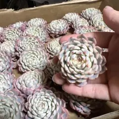 ハム☆プロフィール必読様 リクエスト 3点 まとめ商品