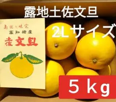 高知産 露地土佐文旦 中玉 約5Kg 2L 家庭用 北海道沖縄発送不可