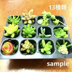 2025年最新】カット苗 多肉の人気アイテム - メルカリ