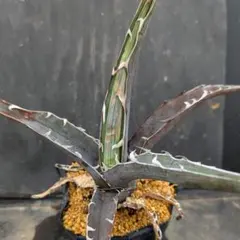 キシロナカンサ　大株　約80cm Yahoo!オークション -「アガベ キシロナカンサ」の落札相場