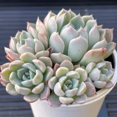 にゃ。様 リクエスト 6点 まとめ商品