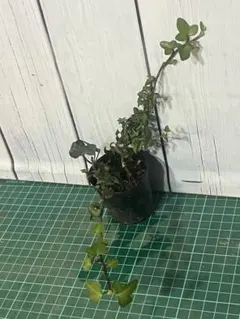 観葉植物　ヘデラ　スペチュリィ　世界最小小葉