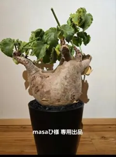 2025年最新】Cyphostemmaの人気アイテム - メルカリ