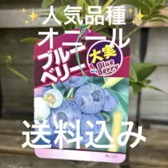 ブルーベリー苗　オニール大苗2本セット③ ブルーベリー・オニール 【大苗】| 種・苗・ガーデニング用品の