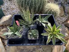 2025年最新】ドライガーデンの人気アイテム - メルカリ